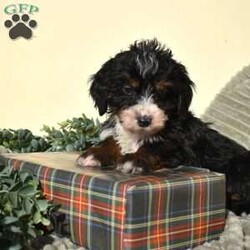 Flax/Mini Bernedoodle									Puppy/Male	/25 Weeks,Flax is a chocolate-coated micro Bernedoodle with a personality as rich and inviting as his fur. Curious, playful, and affectionate, Flax brings energy and warmth to every room he enters. His soft, hypoallergenic coat makes cuddles cozy and safe, perfect for snuggling after a busy day of play.