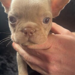 French bulldogs/French Bulldog/Female/Sex: Mixed Litter,We have a mixed litter of fluffy and non fluffy French bulldogs male and female available. 