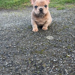 Last 2 French bulldog puppies/French Bulldog/Female/Sex: Mixed Litter,We are thrilled to introduce our stunning litter of 4 French Bulldog puppies, born on 09/01/2026 from the exceptional pairing of Fluffs & Pink ops.