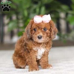 Olivia/Cavapoo									Puppy/Female	/12 Weeks,Hi I’m Olivia, a very cute Cavapoo puppy with a sweet personality and a heart full of love! I have a soft, fluffy coat and bright, expressive eyes that make me impossible to resist. I’m playful, curious, and love exploring my surroundings. I enjoy spending time with people, playing with toys, and getting lots of cuddles and attention. With my gentle nature and loving personality, I will make a wonderful companion and bring so much joy to my new family.