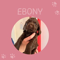 Cocker Spaniel pups, mam and dad KC reg/Cocker Spaniel/Female/Sex: Mixed Litter,My beautiful girl has had a lovely litter of 7 Cocker Spaniel puppies, with only 2 girls left now to be homed.