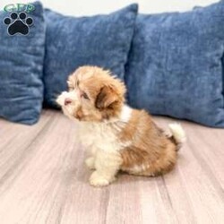 Molly/Havanese									Puppy/Female	/13 Weeks,Hello there! I’m Molly a beautiful Havanese puppy! These puppies have a Mom that weighs around 11 pounds and Dad weighs around 12 pounds! Molly is the perfect addition to any family. Don’t miss the opportunity to bring home this delightful Havanese puppy! I’m well socialized with children and ready to fit into your family! I would love to fill your home with all of my  puppy love! I have been vet checked, microchipped and I am up to date on vaccinations and dewormings and will come with a one year genetic health guarantee. Call or text anytime to make me the newest addition to your family and get ready to spend a lifetime of tail wagging fun! 