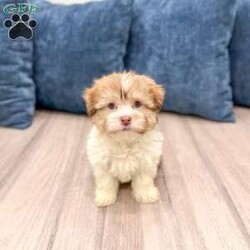 Molly/Havanese									Puppy/Female	/13 Weeks,Hello there! I’m Molly a beautiful Havanese puppy! These puppies have a Mom that weighs around 11 pounds and Dad weighs around 12 pounds! Molly is the perfect addition to any family. Don’t miss the opportunity to bring home this delightful Havanese puppy! I’m well socialized with children and ready to fit into your family! I would love to fill your home with all of my  puppy love! I have been vet checked, microchipped and I am up to date on vaccinations and dewormings and will come with a one year genetic health guarantee. Call or text anytime to make me the newest addition to your family and get ready to spend a lifetime of tail wagging fun! 
