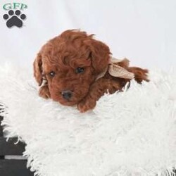 Maverick/Toy Poodle									Puppy/Male	/February 8th, 2026,Meet Maverick! An adorable Easter puppy! Pictures are cute, but they don’t do justice! He is a playful cuddly ball of fur with a gorgeous deep red coat. He has a fun loving personality that makes him a very playful puppy. He is being well taken care of in our house till he can find his new family. His mom is around 9 pounds, and his dad 5 pounds. He will come to you fully vaccinated and dewormed. He will also be microchipped! I send a bag of puppy food he’s currently on as well as a folder of papers along home with you. I aim to make the adoption process as smooth as possible for you, and if you have any questions don’t hesitate to reach out to me!
