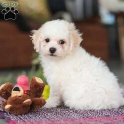 Charlie/Bichon Frise									Puppy/Male	/8 Weeks,Charlie is an absolutely adorable AKC Bichon Frise puppy with a heart as soft as his fluffy white curls. This sweet little guy has the brightest, most curious eyes and a playful spirit that makes everyone fall in love with him instantly. Whether he’s prancing around on his tiny paws, snuggling up for cozy cuddles, or showing off his gentle, loving personality, Charlie brings pure joy wherever he goes. He’s the perfect blend of elegance and playful mischief—an irresistibly cute companion who’s sure to become someone’s very best friend.