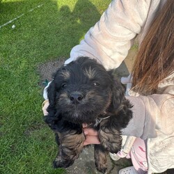 Bichon havanese/Bichon Frise/Female/Sex: Mixed Litter,6 lovely puppies ,5 boys and 1girl Bichon havanese is looking for a new home for a lovely family to love them, they are playing , they have 2 months, for more information and more pictures please don’t hesitate to contact me.