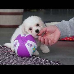 Charlie/Bichon Frise									Puppy/Male	/8 Weeks,Charlie is an absolutely adorable AKC Bichon Frise puppy with a heart as soft as his fluffy white curls. This sweet little guy has the brightest, most curious eyes and a playful spirit that makes everyone fall in love with him instantly. Whether he’s prancing around on his tiny paws, snuggling up for cozy cuddles, or showing off his gentle, loving personality, Charlie brings pure joy wherever he goes. He’s the perfect blend of elegance and playful mischief—an irresistibly cute companion who’s sure to become someone’s very best friend.
