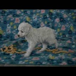 Patches/Toy Poodle									Puppy/Male	/January 13th, 2026,Meet your new BFF, Patches! This adorable Toy Poodle puppy is vet checked & up to date on shots & wormer, plus comes with a health guarantee provided by the breeder! Patches is well socialized & currently being family raised with children!