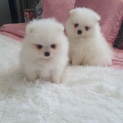 Xxs pomeranian pupies/Pomeranian/Female/Sex: Female,My little princess  give birth  to 2 stunning tedy face xxs pomerian puppies. They are pure breed both mum and dad is our family pets dad is originally Russian. They are very playful double coated very good with small children, wormd and fleece. 
