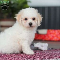 Charlie/Bichon Frise									Puppy/Male	/8 Weeks,Charlie is an absolutely adorable AKC Bichon Frise puppy with a heart as soft as his fluffy white curls. This sweet little guy has the brightest, most curious eyes and a playful spirit that makes everyone fall in love with him instantly. Whether he’s prancing around on his tiny paws, snuggling up for cozy cuddles, or showing off his gentle, loving personality, Charlie brings pure joy wherever he goes. He’s the perfect blend of elegance and playful mischief—an irresistibly cute companion who’s sure to become someone’s very best friend.