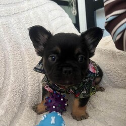 Frenchie ready now/French Bulldog/Female/Sex: Male,Hiya we have one beautiful black and tan fluffy frenchie from a litre of 5.