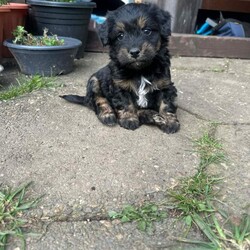 Bichon havanese/Bichon Frise/Female/Sex: Mixed Litter,6 lovely puppies ,5 boys and 1girl Bichon havanese is looking for a new home for a lovely family to love them, they are playing , they have 2 months, for more information and more pictures please don’t hesitate to contact me.