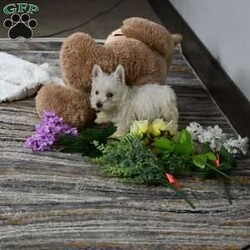 Willis/West Highland Terrier									Puppy/Male	/24 Weeks,Willis is a Pure bred West Highland White Terrior. He is being raised is a Loving Christain Country home. Willis is up to date on all vaccines wormings etc, Shipping is available. You are more than welcome to pick up at our house feel free to call or text us any time