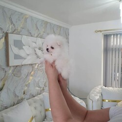 Xxs pomeranian pupies/Pomeranian/Female/Sex: Female,My little princess  give birth  to 2 stunning tedy face xxs pomerian puppies. They are pure breed both mum and dad is our family pets dad is originally Russian. They are very playful double coated very good with small children, wormd and fleece. 