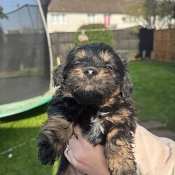 Bichon havanese/Bichon Frise/Female/Sex: Mixed Litter,6 lovely puppies ,5 boys and 1girl Bichon havanese is looking for a new home for a lovely family to love them, they are playing , they have 2 months, for more information and more pictures please don’t hesitate to contact me.