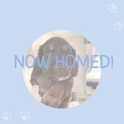 Cocker Spaniel pups, mam and dad KC reg/Cocker Spaniel/Female/Sex: Mixed Litter,My beautiful girl has had a lovely litter of 7 Cocker Spaniel puppies, with only 2 girls left now to be homed.