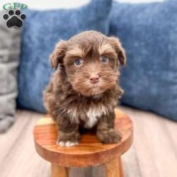 Max/Havanese									Puppy/Male	/9 Weeks,Hello there! I’m Max a beautiful Chocolate Havanese puppy! These puppies have a Mom that weighs around 11 pounds and Dad weighs around 12 pounds! Max is the perfect addition to any family. Don’t miss the opportunity to bring home this delightful Havanese puppy! I’m well socialized with children and ready to fit into your family! I would love to fill your home with all of my  puppy love! I have been vet checked, microchipped and I am up to date on vaccinations and dewormings and will come with a one year genetic health guarantee. Call or text anytime to make me the newest addition to your family and get ready to spend a lifetime of tail wagging fun! 