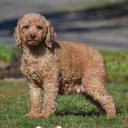 Kassie/Miniature Poodle									Puppy/Female	/9 Weeks,We are eager to introduce Kenny and Kiera’s new litter of purebred Mini Red Poodle Puppies! These adorable red pups were born on February 2, 2026. They love playing with our children and they love attention! Its so much fun to watch them run and play in the grass! They are all very well socialized! Dad Kenny is our handsome 10 pound Red Poodle.  Mom Kiera weighs 13 pounds. Both parents have been very healthy all their lives and are friendly dogs. These purebred puppies can be ACA registered. We expect these pups will be 10-15 pounds as adults. Our puppies eat Nutri-Source Puppy food, a high quality puppy food that can be bough on Amazon. These puppies are fully vaccinated and dewormed. They come with a health certificate, vaccination records, a small bag of Nutri-Source Puppy food, and a blanket with mom and littermate’s scent on it. Please call us with any questions about this litter, if we don’t answer, please leave a message and we’ll call you right back. Visits to meet the puppies are by appointment only. 