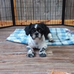 Bruiser/Shih Tzu									Puppy/Male	/10 Weeks,Meet Bruiser! This adorable Shih Tzu puppy is vet checked & up to date on shots & wormer. He can be registered with the ACA, plus comes with a health guarantee provided by the breeder! Bruiser is well socialized & currently being family raised with children, making him a perfect addition to your family home!