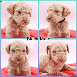 Charlie/Mini Labradoodle									Puppy/Male	/5 Weeks,Hello! We have a few beautiful mini labradoodle puppies available. Theybwill be about 20-25lbs. They will come fully vet checked, utd on shots and health guarantee! Pre loved and spoiled is a promise!! Ready to go home April 25. If you decide you want to reserve one I’ll send you a contract and we can move forward. I’m in Lexington park md willing to travel for a fee. 