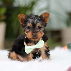 Trevor/Yorkie									Puppy/Male	/10 Weeks,Meet Trevor, the most darling little ACA Yorkshire Terrier you’ll ever encounter! With his soft, black & tan coat and twinkling eyes, she’s a picture of pure charm. He boasts a spunky yet sweet personality, he loves cozy snuggles as much as he does active play sessions. Yorkies are often described as loyal, intelligent and feisty dogs; despite their tiny size, they have big personalities and tend to steal the spotlight with their confident demeanor. He is the perfect blend of affection and sass, making his an irresistible companion for anyone lucky enough to welcome his into their home!