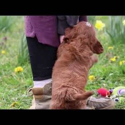 Mickey/Cavapoo									Puppy/Male	/7 Weeks,Introducing Mickey, a sweet little Cavapoo who is as lovable as they come! This darling boy is always ready to greet everyone with happy tail wags and cozy snuggles. He has a playful side too—especially when there’s a toy to chase or a new place to explore. With his soft, wavy coat and warm, expressive eyes, Mickey has a way of melting hearts wherever he goes. Whether he’s tagging along on little adventures or curling up for a peaceful nap, he’s the perfect tiny companion to bring love and joy into your home.