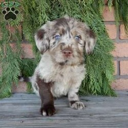 Chase/Labradoodle									Puppy/Male	/8 Weeks,Hi! I’m the dazzling, chocolate merle F1B medium labradoodle you’ve been looking for!! I’m all excited for adventures, swimming, running, hiking, and playing in the yard! But I also love lazy days with lots of cuddling! My warm, loving puppy eyes and soft curly coat will melt your heart!! Prepare to fall in love! I am loved and cared for by a small family, but I think your home seems right for me! You are welcome to come meet me and take me home or I am willing to travel to your home by delivery.