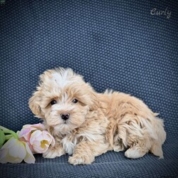 Curly/Maltipoo									Puppy/Male	/9 Weeks,These adorable Maltipoo puppies are looking for loving, forever homes where they will be cherished members of the family. A perfect blend of Poodle and Maltese, these sweet little companions are known for their affectionate nature, intelligence, and playful personalities. They are family raised in a caring environment and have been well socialized, making them friendly, gentle, and comfortable around people of all ages.