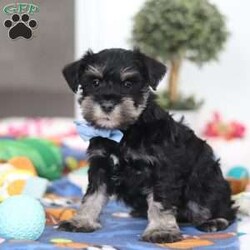 Dylan/Miniature Schnauzer									Puppy/Male	/10 Weeks,Meet Dylan—the little AKC Miniature Schnauzer with a big personality and an even bigger heart! This handsome Schnauzer is full of charm, from his expressive eyes to that classic look everyone loves.