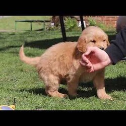 Ryder/Golden Retriever									Puppy/Male	/8 Weeks,Meet Ryder, an AKC Golden Retriever puppy with a friendly, easy going personality. He enjoys being around people, playing with toys, and spending time outdoors. He has been well cared for and is off to a great start, showing a willingness to learn and adapt to new environments. His calm, social nature makes him a good fit for families, individuals, or anyone looking for a dependable companion.