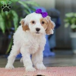 Chloe/Cockapoo									Puppy/Female	/10 Weeks,Meet Chloe, an adorable Cockapoo puppy with a beautiful, fluffy coat and an outgoing personality that’s impossible to resist! She loves being around people and is always ready for playtime, cuddles, or tagging along on your daily adventures. Chloe’s cheerful, friendly nature makes her a wonderful companion for families, couples, or individuals alike.