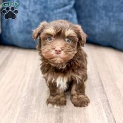 Max/Havanese									Puppy/Male	/9 Weeks,Hello there! I’m Max a beautiful Chocolate Havanese puppy! These puppies have a Mom that weighs around 11 pounds and Dad weighs around 12 pounds! Max is the perfect addition to any family. Don’t miss the opportunity to bring home this delightful Havanese puppy! I’m well socialized with children and ready to fit into your family! I would love to fill your home with all of my  puppy love! I have been vet checked, microchipped and I am up to date on vaccinations and dewormings and will come with a one year genetic health guarantee. Call or text anytime to make me the newest addition to your family and get ready to spend a lifetime of tail wagging fun! 