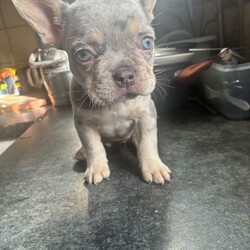 French Bulldog Female Puppy’s – Ready Now/French Bulldog/Female/Sex: Female,Healthy French Bulldog female puppy available. Born 5th Feb 2026, ready to leave 5th April.