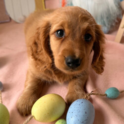 Happy//Female/January 31, 2026