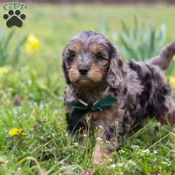Gabriel/Cavapoo									Puppy/Male	/7 Weeks,Introducing a sweet little Cavapoo named Gabriel! This boy is the definition of cute and lovable—always ready to greet people with tail wags and snuggles. He has a playful side too, especially when there’s a toy involved or a new spot to explore. With his soft, wavy coat and warm eyes, he knows exactly how to melt hearts. Whether it’s joining in on adventures or curling up for a cozy nap, this little one is the perfect little sidekick for your family!