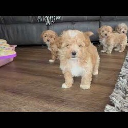 Curly/Maltipoo									Puppy/Male	/9 Weeks,These adorable Maltipoo puppies are looking for loving, forever homes where they will be cherished members of the family. A perfect blend of Poodle and Maltese, these sweet little companions are known for their affectionate nature, intelligence, and playful personalities. They are family raised in a caring environment and have been well socialized, making them friendly, gentle, and comfortable around people of all ages.