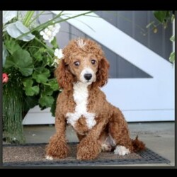 Jenny/Cavapoo									Puppy/Female	/8 Weeks,Watch out for this girl– she’ll have you wrapped around her little paw in a heartbeat! Playful as she is pretty, this baby doll loves to cuddle on your lap after a good day of fun in the sun! Jenny will do well one on one, with a couple, or in a family of any size, especially one looking for a sweet little pup who’s looking to love and be loved!
