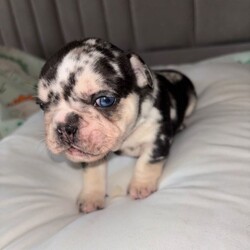Gorgeous French bulldog for sale /French Bulldog/Female/Sex: Female,French bull dog papers included first vaccination included, Kennel club approved very strong bloodline ready to leave in 6 weeks!!!  Carries fluffy gene 