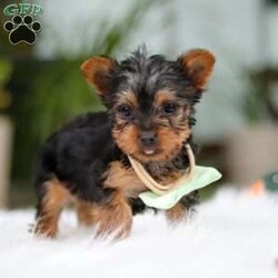 Trevor/Yorkie									Puppy/Male	/10 Weeks,Meet Trevor, the most darling little ACA Yorkshire Terrier you’ll ever encounter! With his soft, black & tan coat and twinkling eyes, she’s a picture of pure charm. He boasts a spunky yet sweet personality, he loves cozy snuggles as much as he does active play sessions. Yorkies are often described as loyal, intelligent and feisty dogs; despite their tiny size, they have big personalities and tend to steal the spotlight with their confident demeanor. He is the perfect blend of affection and sass, making his an irresistible companion for anyone lucky enough to welcome his into their home!