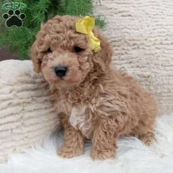 River/Bich-Poo									Puppy/Male	/9 Weeks,Meet River! An adorable Bichpoo puppy! He loves cuddles and all the attention! And is up to date on vaccines, and deworming. He has had a vet check done to make sure he’s in good health. For more information call or text Mary Sue. A $200 deposit will reseve him and is nonrefundable. We have shipping options available at an additional cost. 