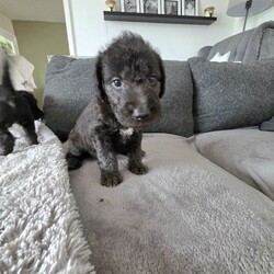 KC Reg Bedlington Terriers *reduced*/Bedlington Terrier/Female/Sex: Mixed Litter,*REDUCED *  KC Registered Bedlington Terrier Puppies – All Blue