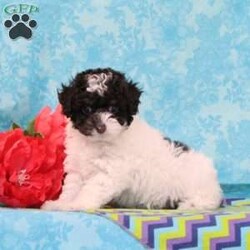 Almond Joy/Toy Poodle									Puppy/Male	/9 Weeks,Fudge, our little chocolate daddy weighs in at 7 lb. He is so adorable, always watchful, ready and waiting for playtime. He is so smart, he will miss nothing. Rosa, our mommy weighs in at 12 lbs. She is such a jewel — very smart and fun loving; and always ready for some play. These little ones are well socialized, playful and loving, just waiting to give you lots of joy! They are up to date on their vaccinations and dewormings and have been vet checked. Feel free to call with questions, or to set up a time to come visit them. Thanks,