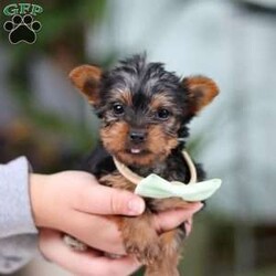 Trevor/Yorkie									Puppy/Male	/10 Weeks,Meet Trevor, the most darling little ACA Yorkshire Terrier you’ll ever encounter! With his soft, black & tan coat and twinkling eyes, she’s a picture of pure charm. He boasts a spunky yet sweet personality, he loves cozy snuggles as much as he does active play sessions. Yorkies are often described as loyal, intelligent and feisty dogs; despite their tiny size, they have big personalities and tend to steal the spotlight with their confident demeanor. He is the perfect blend of affection and sass, making his an irresistible companion for anyone lucky enough to welcome his into their home!