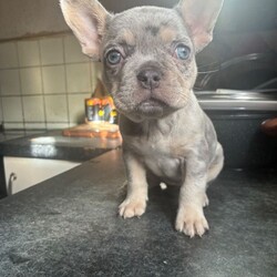 French Bulldog Female Puppy’s – Ready Now/French Bulldog/Female/Sex: Female,Healthy French Bulldog female puppy available. Born 5th Feb 2026, ready to leave 5th April.