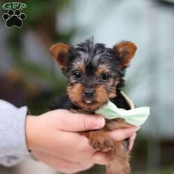 Trevor/Yorkie									Puppy/Male	/10 Weeks,Meet Trevor, the most darling little ACA Yorkshire Terrier you’ll ever encounter! With his soft, black & tan coat and twinkling eyes, she’s a picture of pure charm. He boasts a spunky yet sweet personality, he loves cozy snuggles as much as he does active play sessions. Yorkies are often described as loyal, intelligent and feisty dogs; despite their tiny size, they have big personalities and tend to steal the spotlight with their confident demeanor. He is the perfect blend of affection and sass, making his an irresistible companion for anyone lucky enough to welcome his into their home!