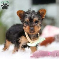 Trevor/Yorkie									Puppy/Male	/10 Weeks,Meet Trevor, the most darling little ACA Yorkshire Terrier you’ll ever encounter! With his soft, black & tan coat and twinkling eyes, she’s a picture of pure charm. He boasts a spunky yet sweet personality, he loves cozy snuggles as much as he does active play sessions. Yorkies are often described as loyal, intelligent and feisty dogs; despite their tiny size, they have big personalities and tend to steal the spotlight with their confident demeanor. He is the perfect blend of affection and sass, making his an irresistible companion for anyone lucky enough to welcome his into their home!
