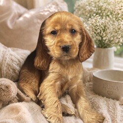 Adopt a dog:Little Luna /Cocker Spaniel/Female/Sex: Female,Beautiful Golden Cocker Spaniel Puppy Seeking Loving Forever Home
