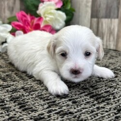 Vero/Havanese/Female/March 23, 2026