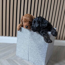 Cockapoo Puppy ( Last remaining pup from litter)/Cockapoo/Female/Sex: Female,F2 black female cockapoo puppy born 13/03/2026, Ready to leave 08/05/2026. 