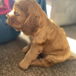 Adopt a dog:Stunning show cocker pups/Cocker Spaniel/Female/Sex: Mixed Litter,Stunning show cocker spaniels . Bitches and dogs available and can be seen with mom . Mom is our gorgeous girl Rosie , who is a fabulous mom . Dad is a stunning Show cocker stud . Pups have been wormed regularly . Raised in a busy house with other dogs , puppy obsessed children and all the sounds of normal life . Pups will come microchipped , vet checked and with first injection done . Viewings and deposits being taken now . Ready to leave 6/5/26